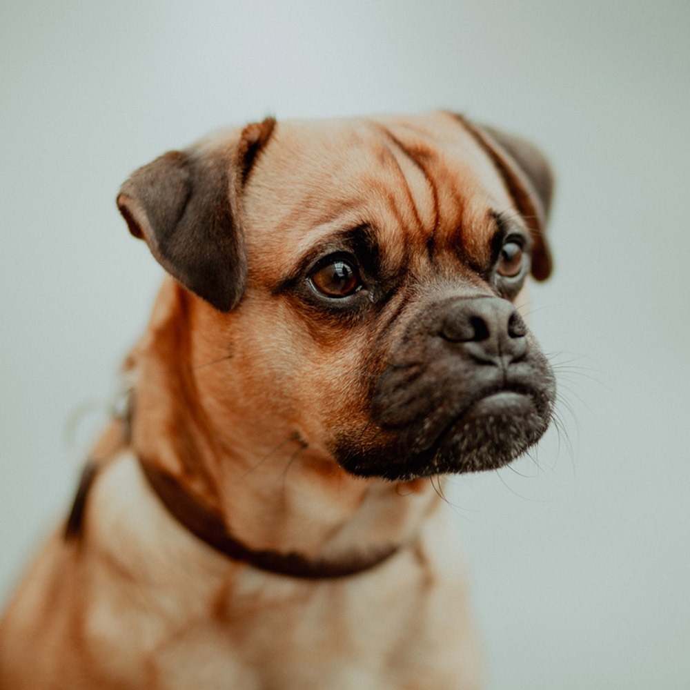 Über e-proof 8 Pepe